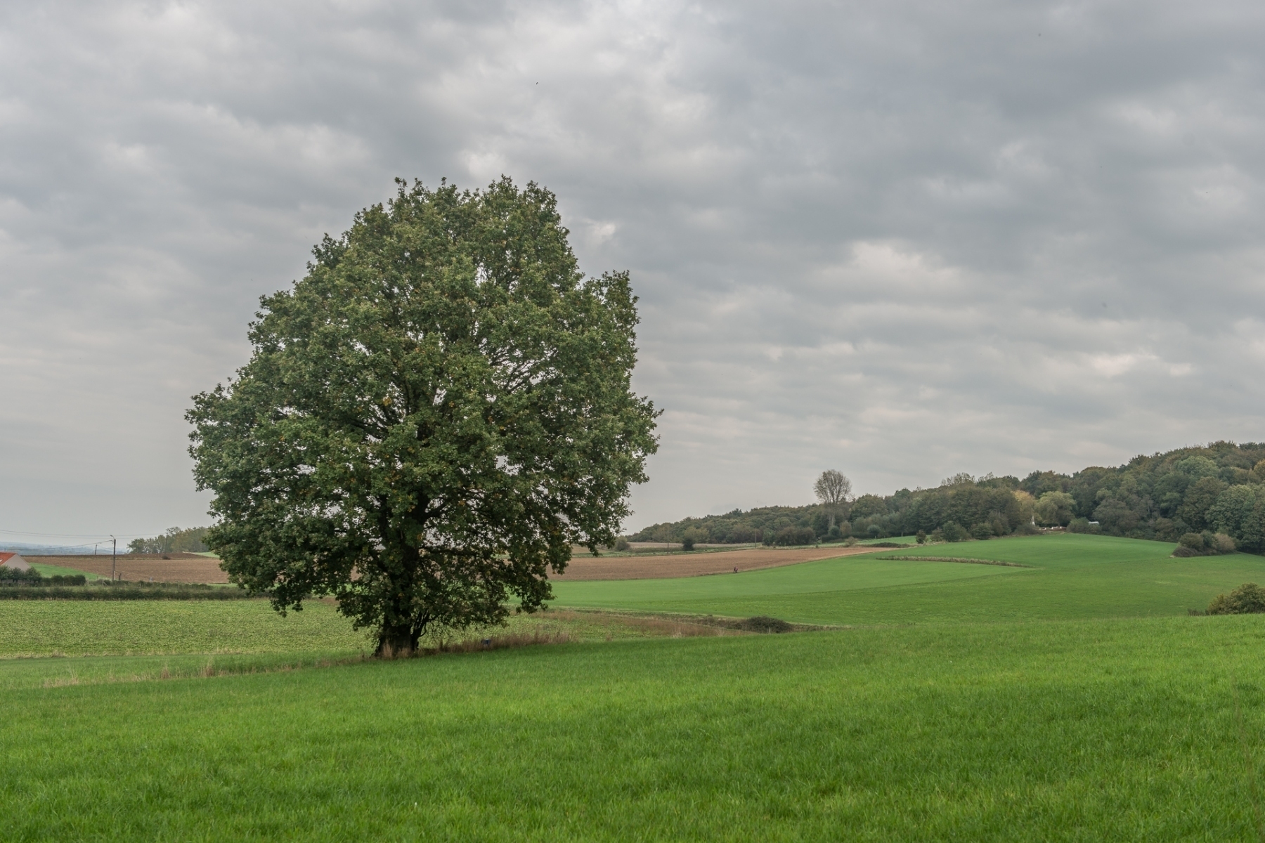 Region-solitary tree