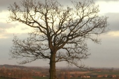 site-tree-corner-pond