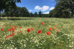 Site-weide-met-klaprozen-2