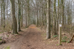 Région-balade-chemin forestier
