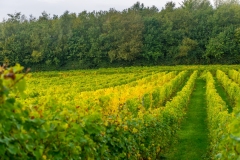 Région-vignoble