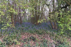 Region-bluebells