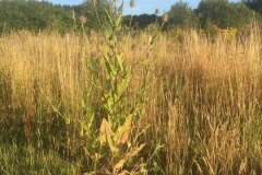 streek-grote kaardebol (weverskaarde)